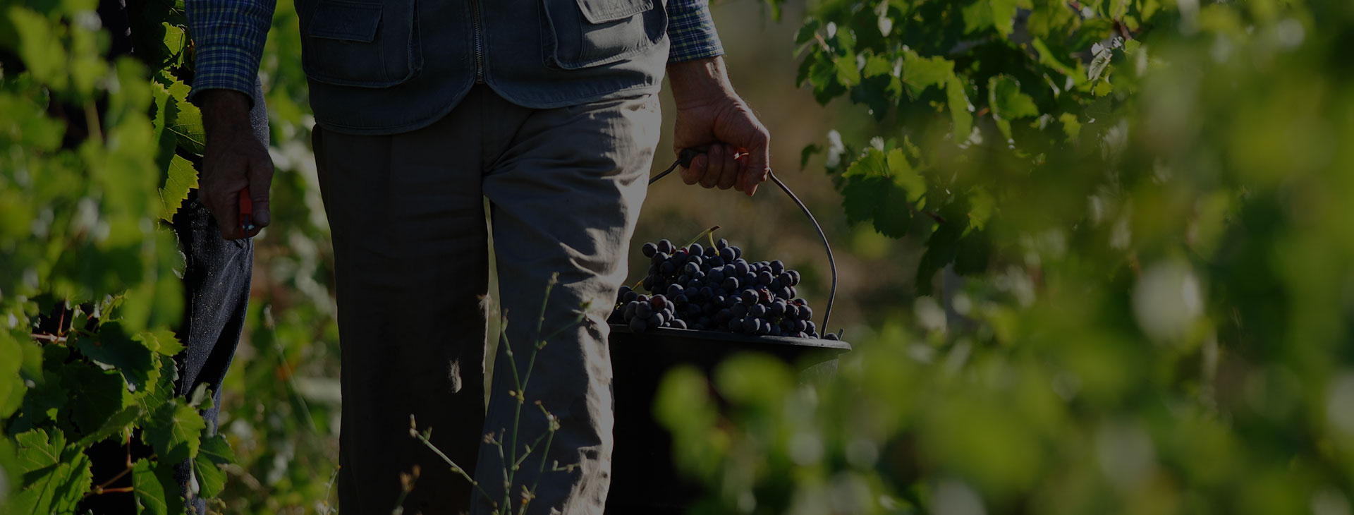Vigneron Alsacien