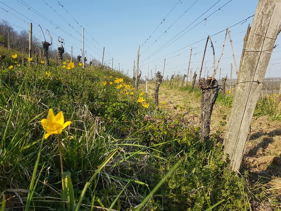 vignes_11zon Producteur de vins Alsace