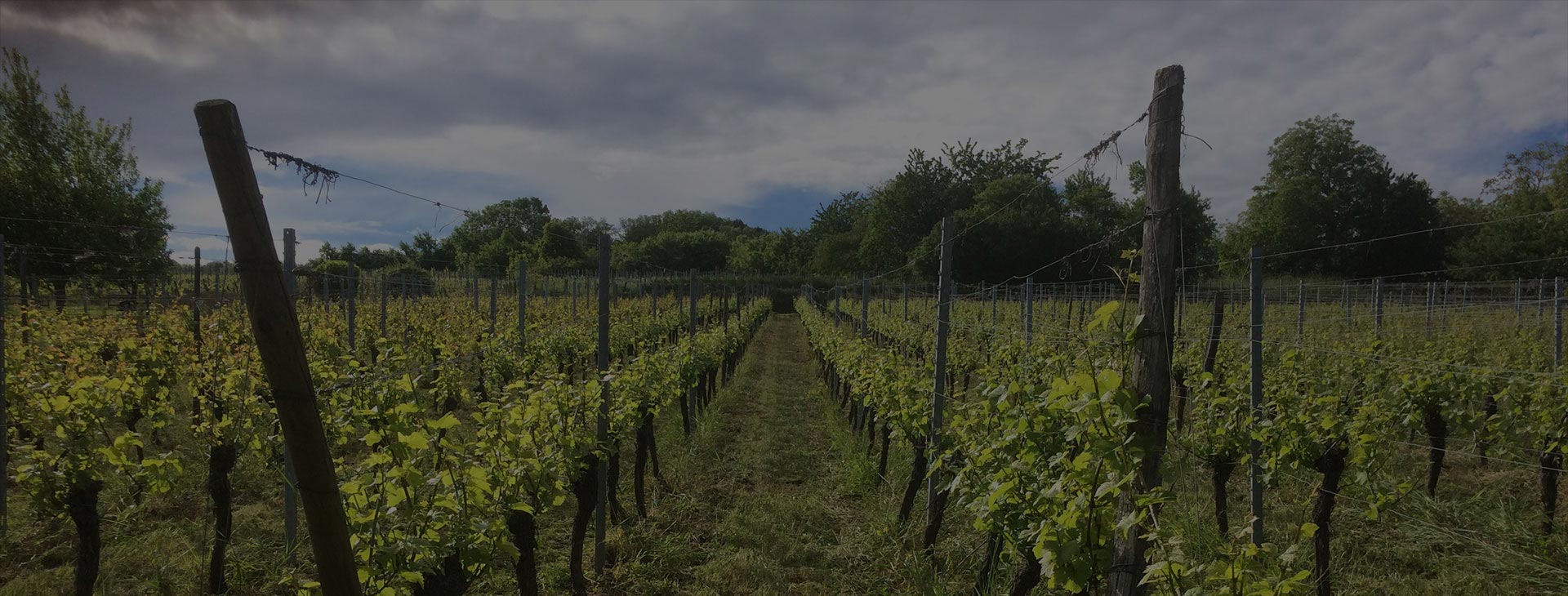 Producteur de vins Alsace